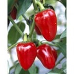 chilli-cherry.com