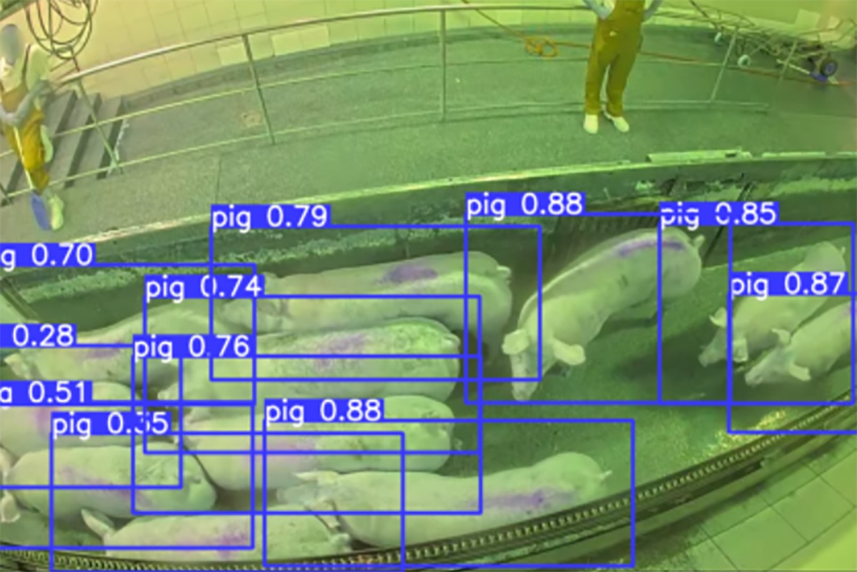 Animal welfare AI
