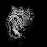 seo-leopard e.K. Logo
