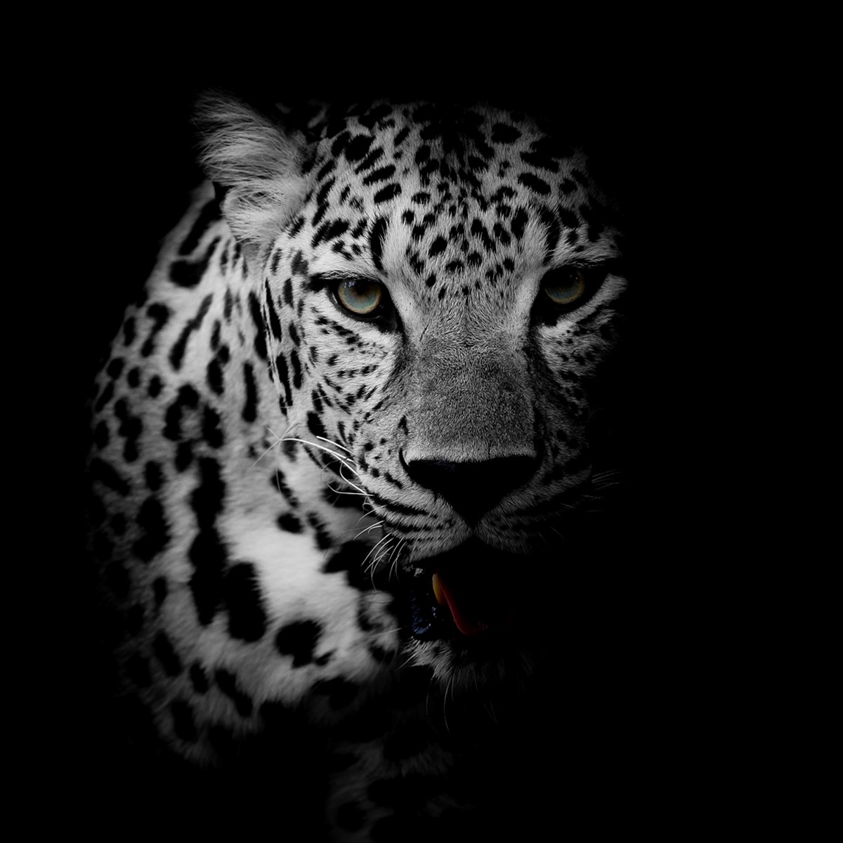 seo-leopard e.K.