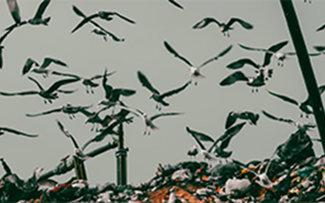 Gart Solutions Project - Transforming a Local Landfill Solution into a Global Platform