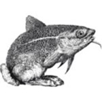 fischhase Information und Gestaltung Logo