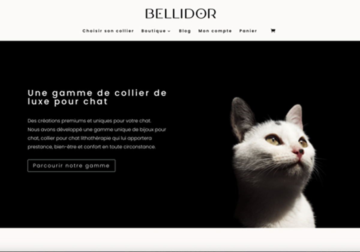 SEO for Bellidor - Bellidor