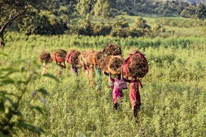 Clear User Goals and Messaging for Commonland